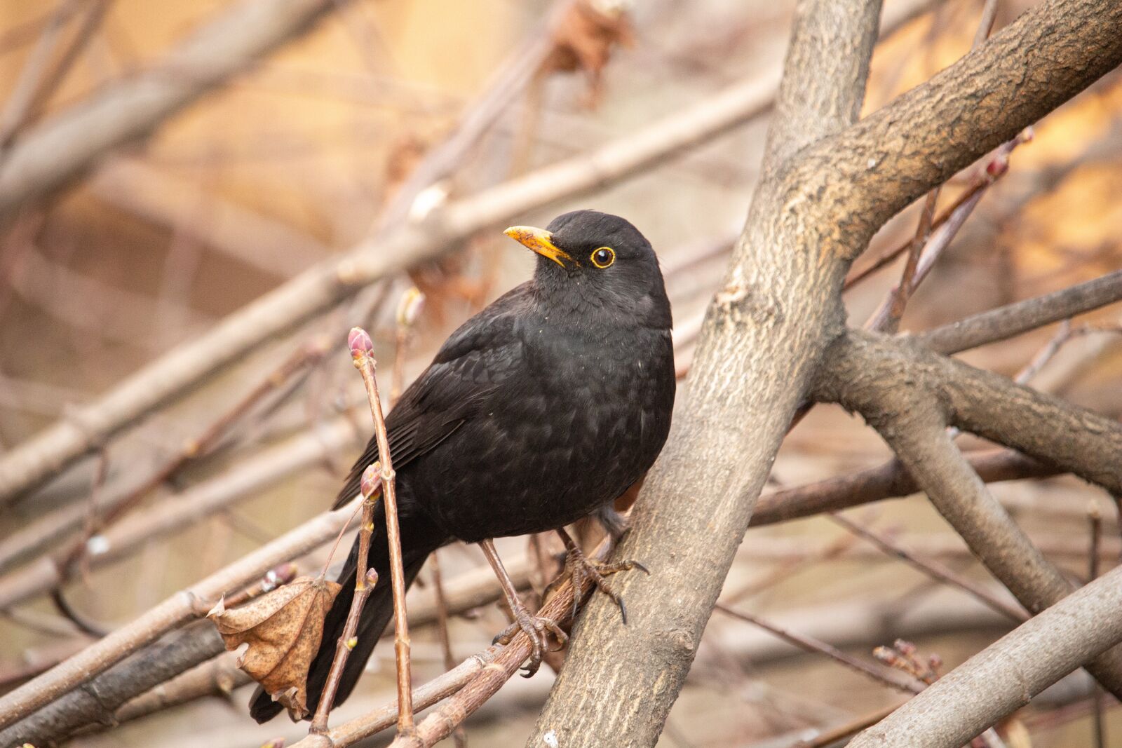 Canon EOS 100D (EOS Rebel SL1 / EOS Kiss X7) sample photo. Black bird, bird, nature photography