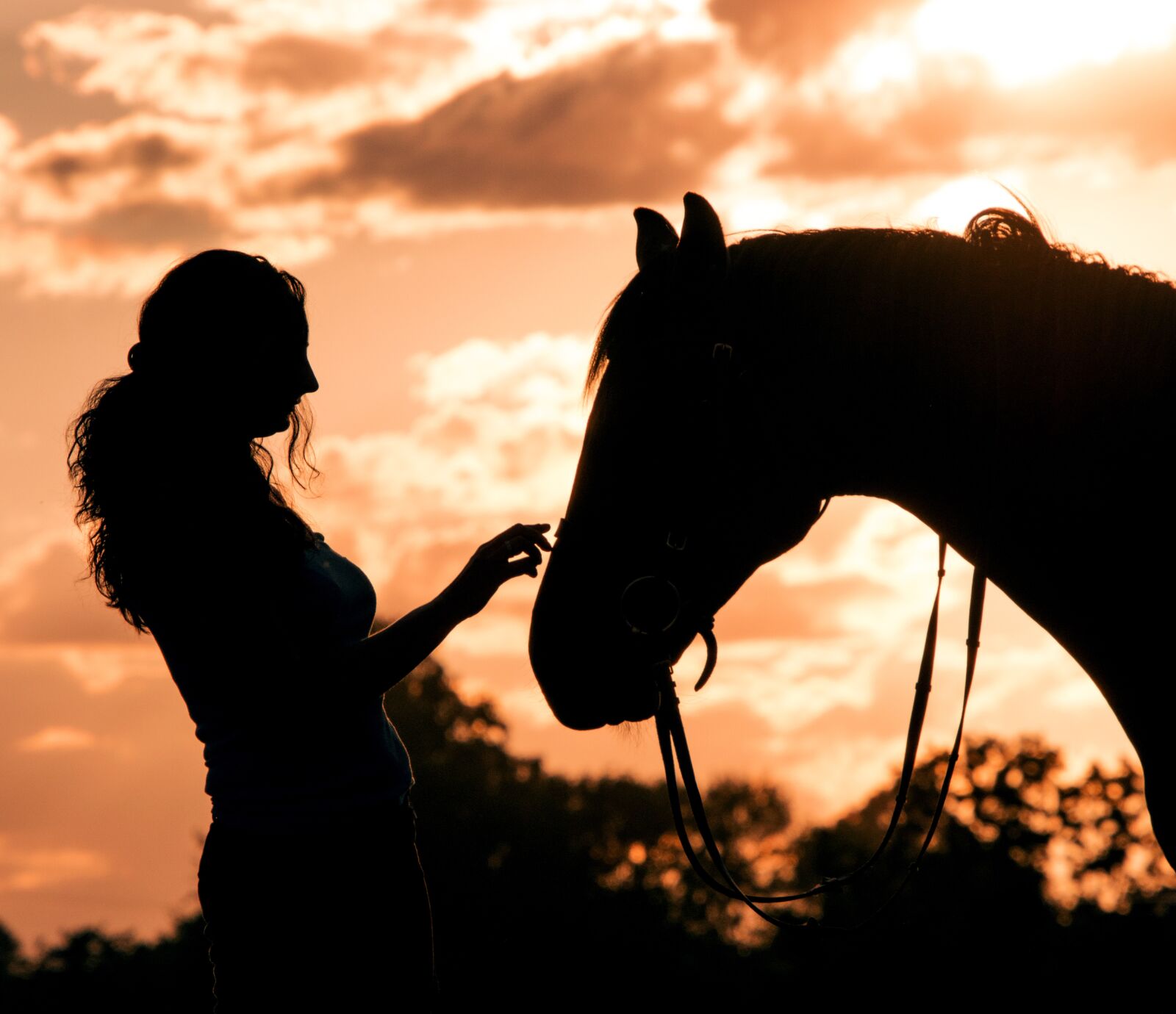 Nikon D3300 sample photo. Horse, gentle, animal photography