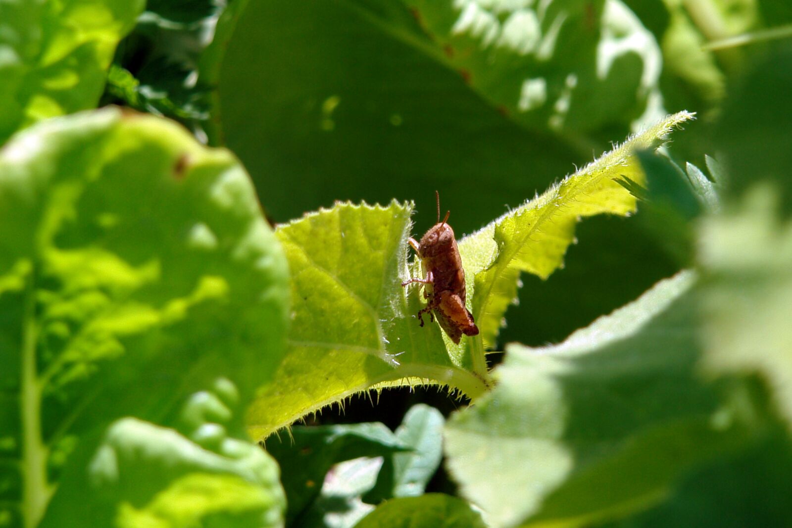 Sony DSC-R1 sample photo. Insect, leaf, grasshopper photography