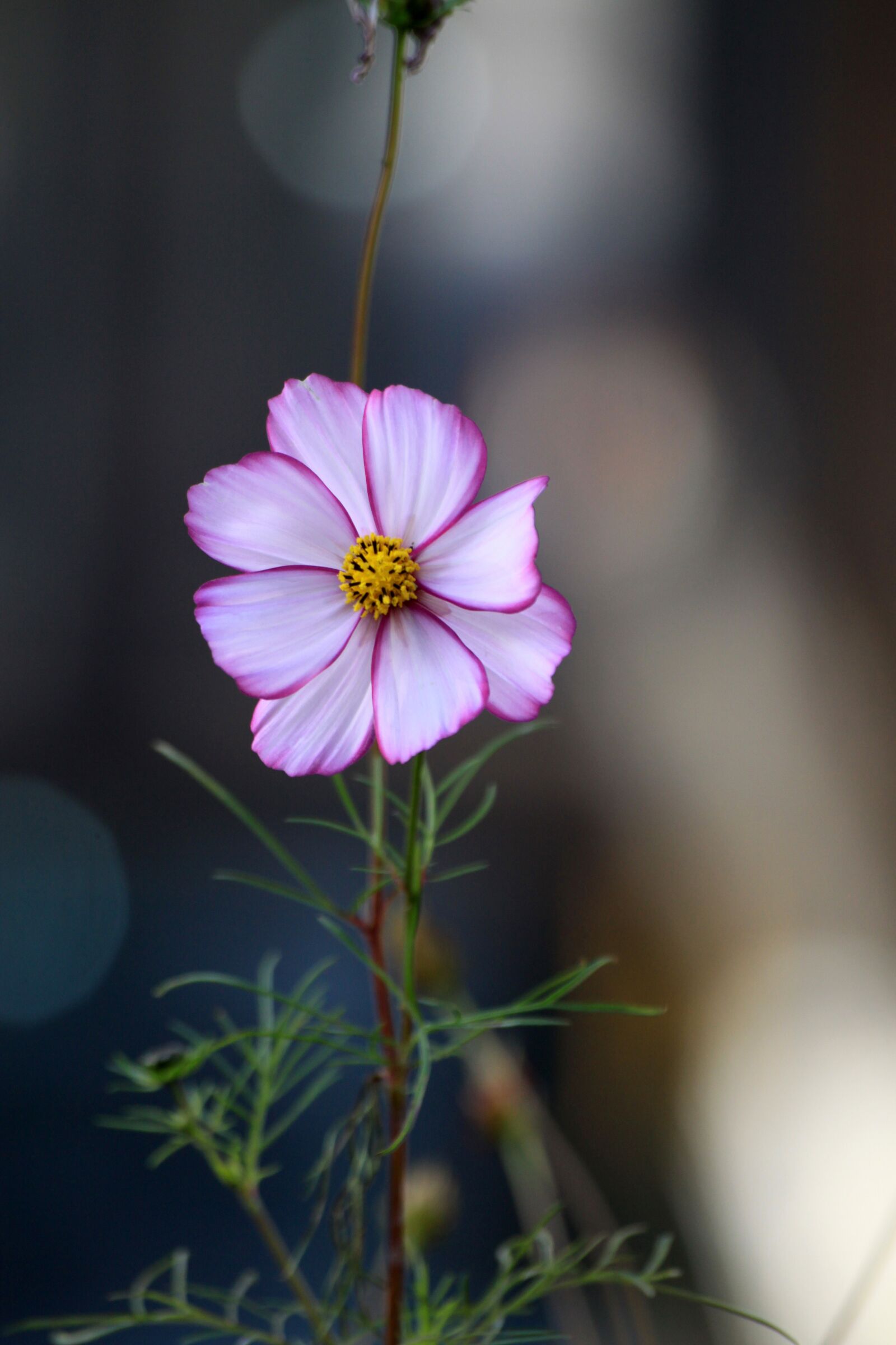 Canon EOS 50D sample photo. Autumn, cosmos, flowers photography