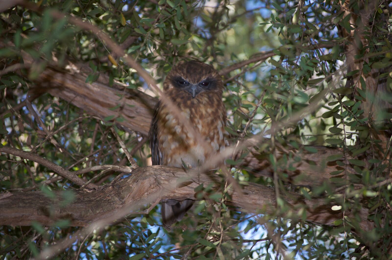 Nikon D5000 sample photo. Southern boobook owl, australia photography