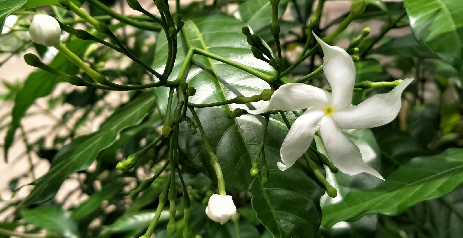OPPO R9S PLUS sample photo. Flower, white, tropical photography