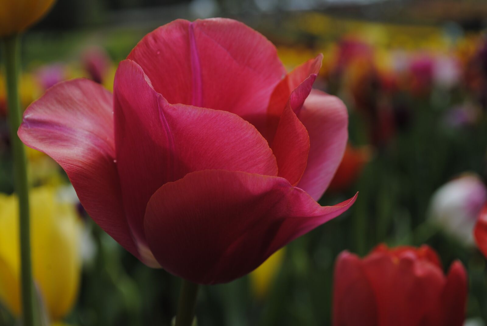Nikon D3000 sample photo. Tulip, nature, colorful photography
