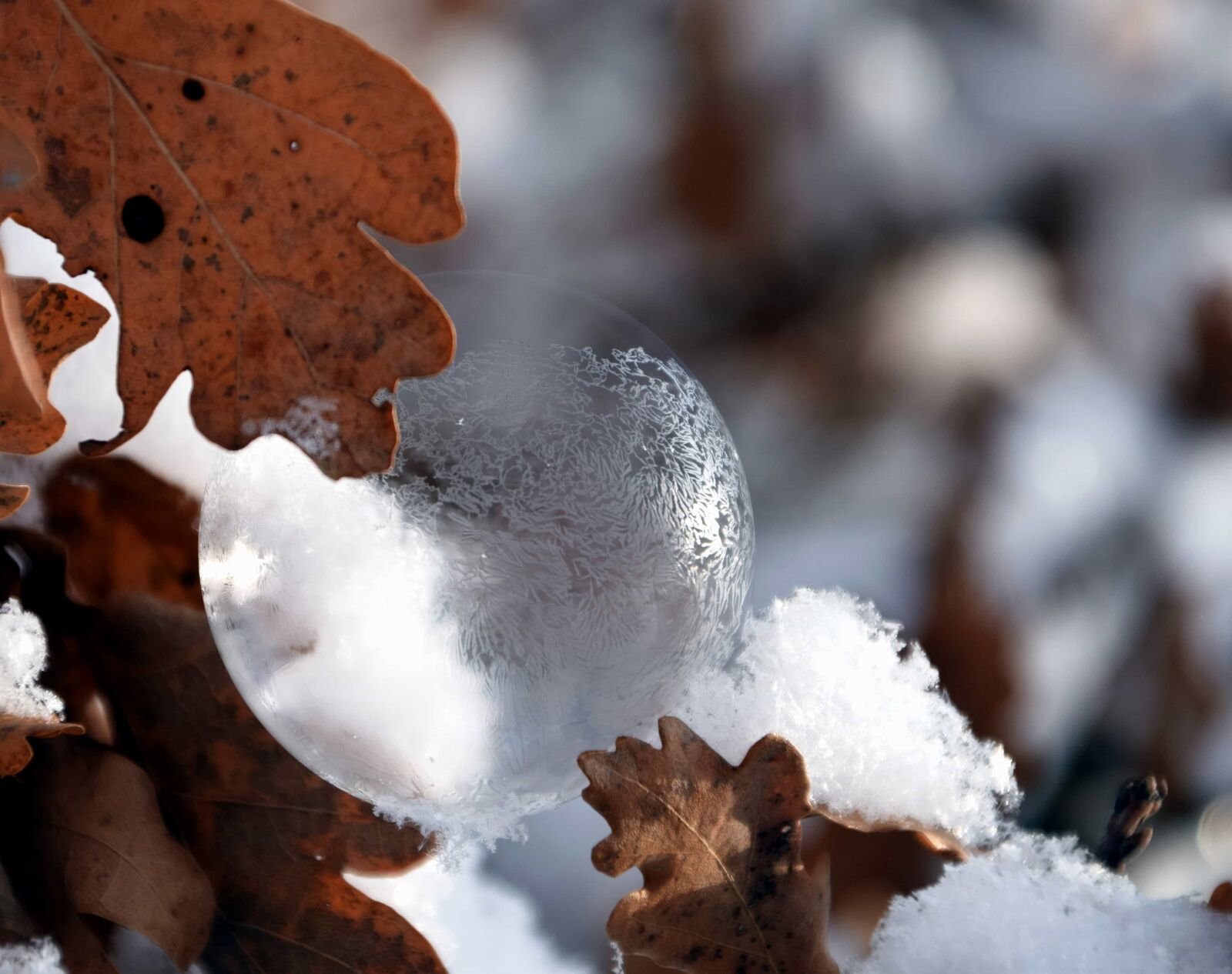 Nikon D3300 sample photo. Branch, snowflake, sphere, leaf photography