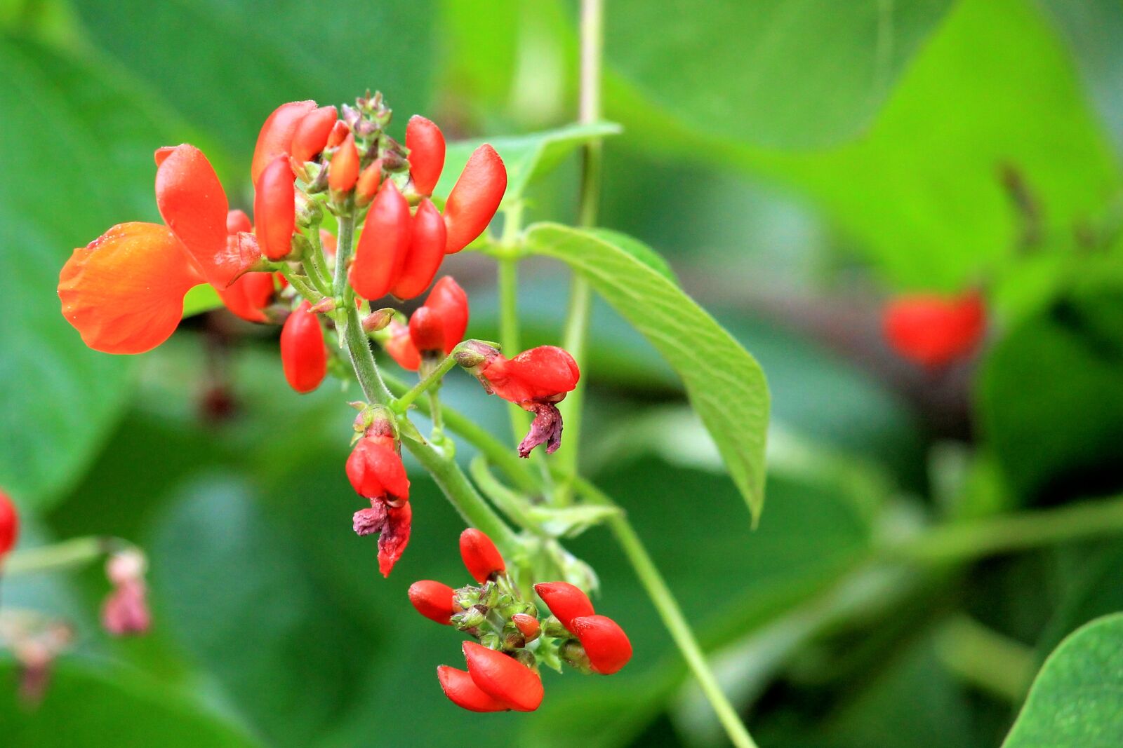 Canon EF-S 55-250mm F4-5.6 IS STM sample photo. Beans bloom, blossom, bloom photography