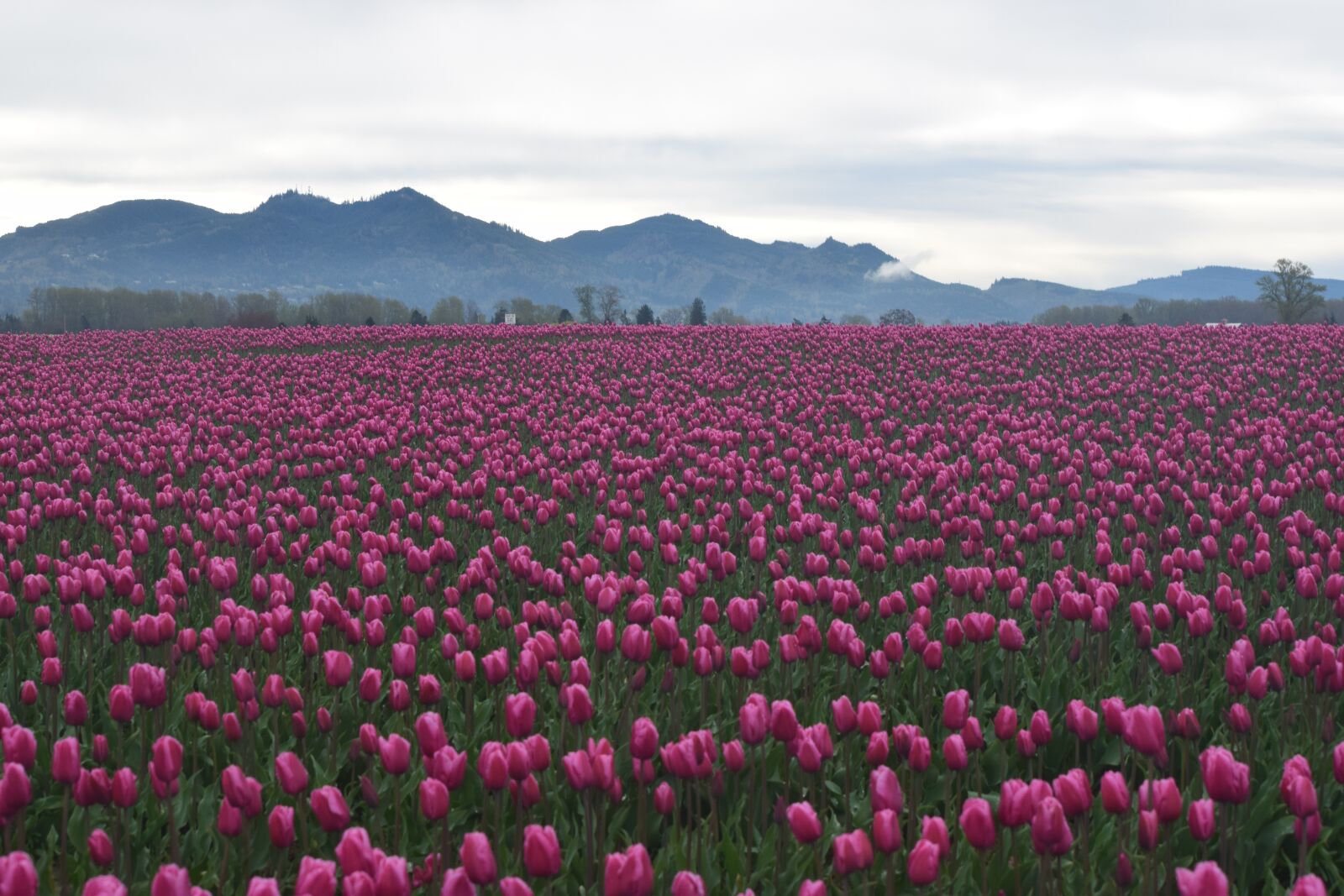 Nikon D3300 sample photo. Pink tulips, may flowers photography