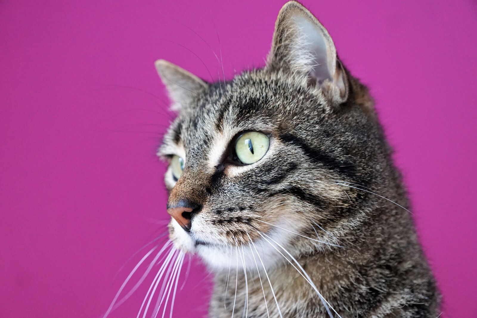 Sony ILCA-77M2 + Sony DT 16-50mm F2.8 SSM sample photo. Cat, mieze, animals photography