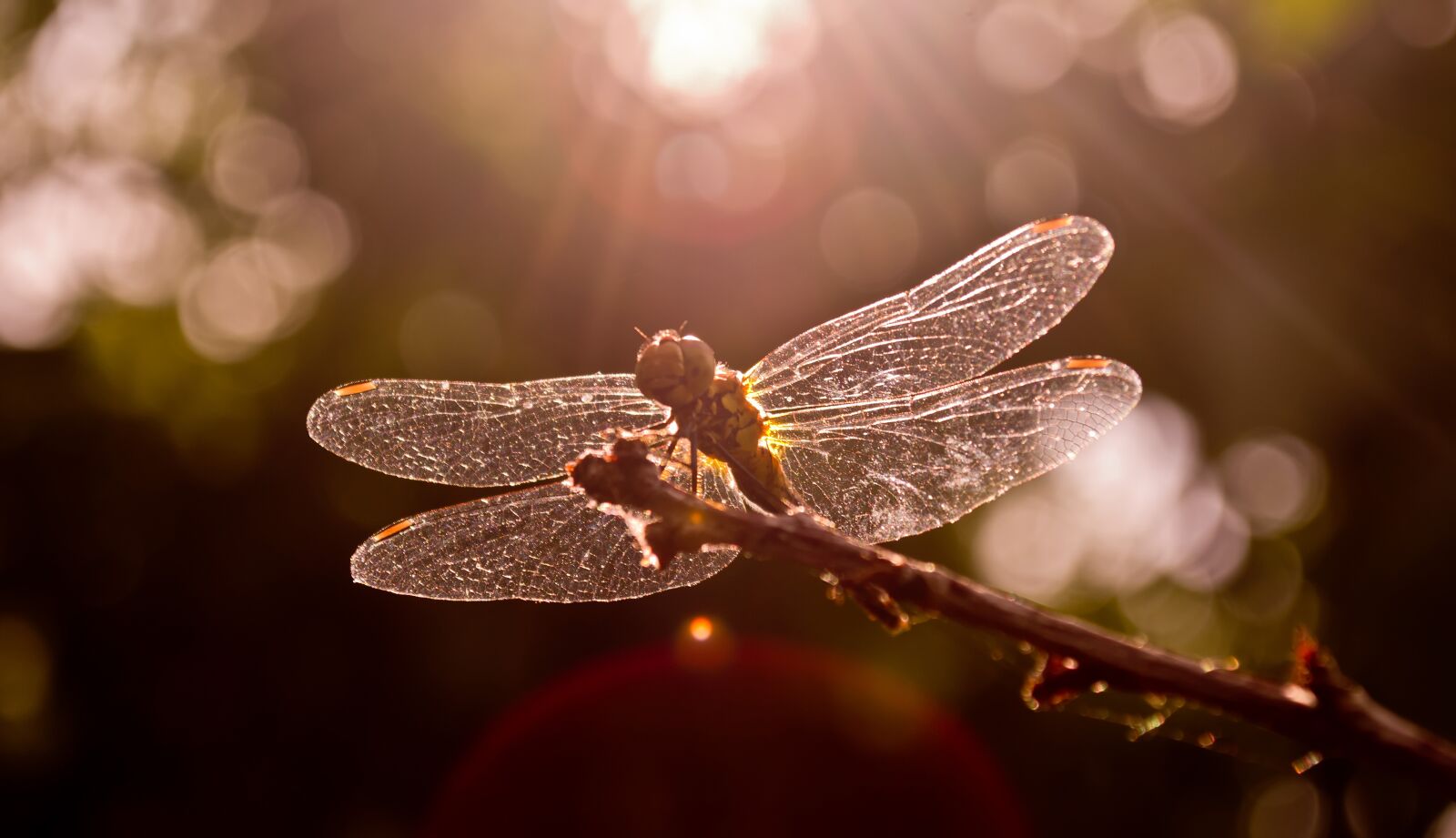 Nikon D3100 sample photo. Dragonfly, sunset, nature photography