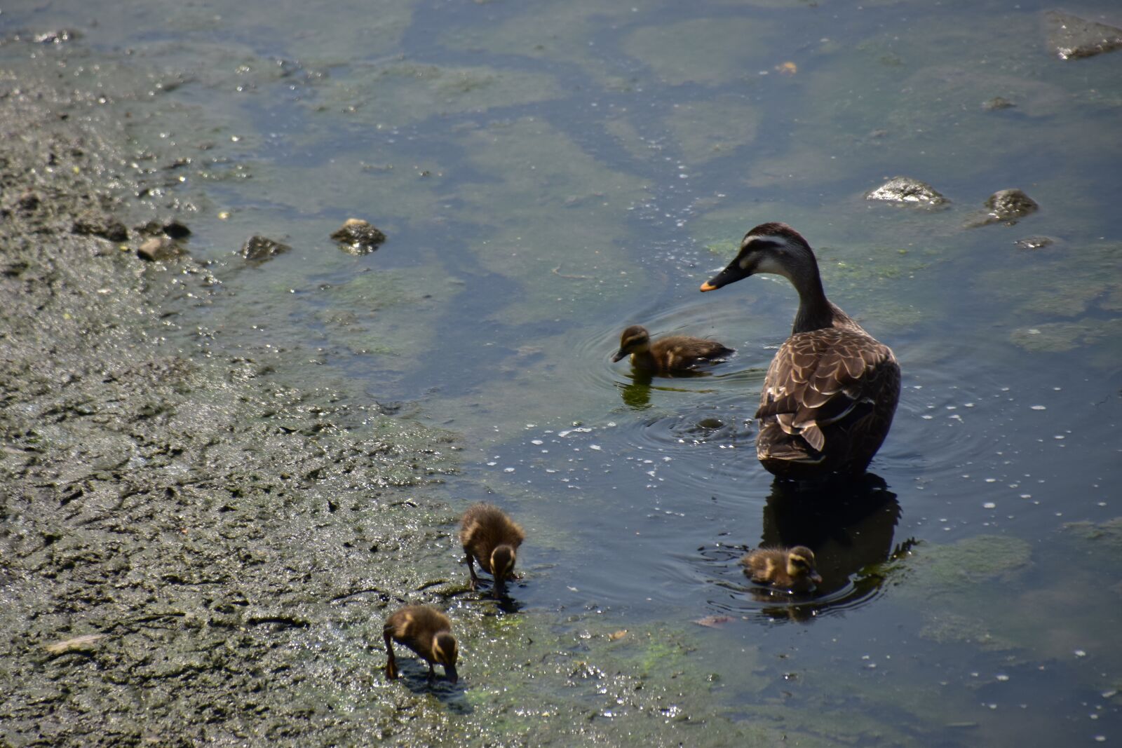 Nikon D5500 sample photo. Duck, river, migratory birds photography