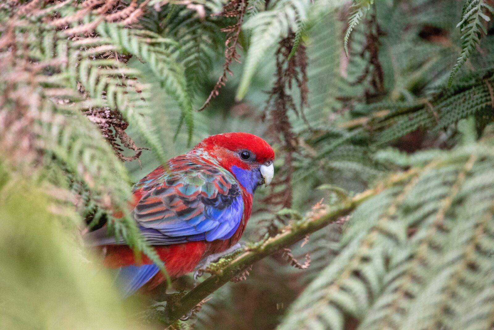 Canon EOS 200D (EOS Rebel SL2 / EOS Kiss X9) sample photo. Rosella, bird, wild photography