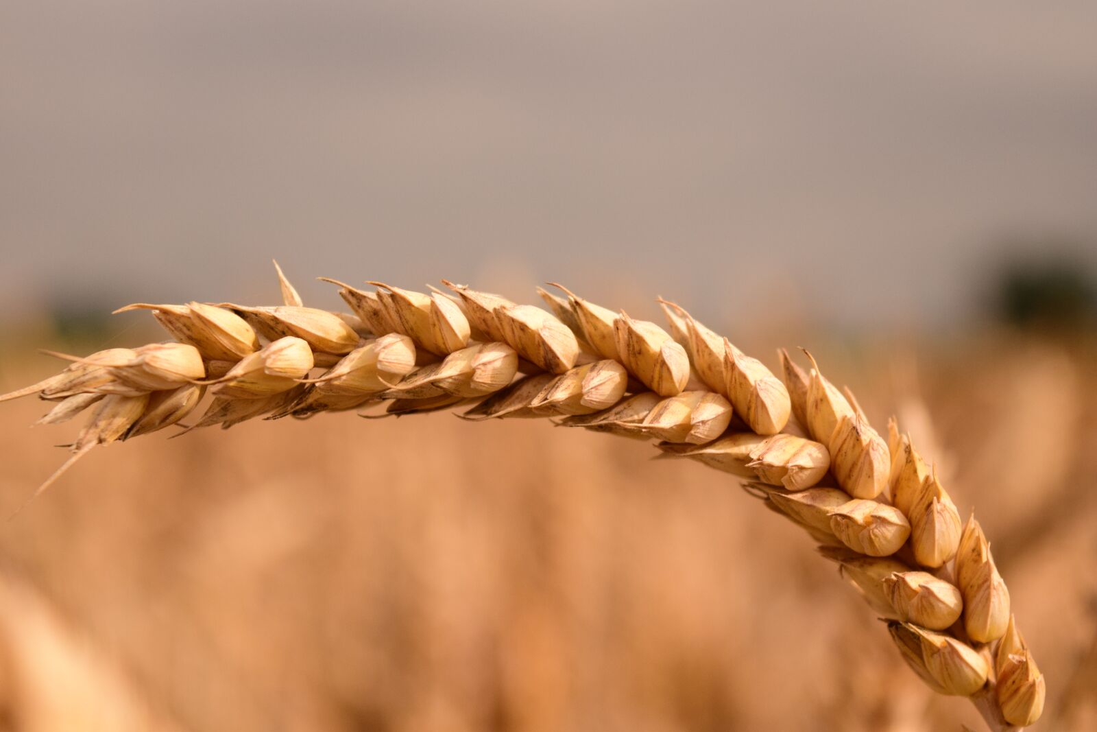 Nikon D3300 sample photo. Wheat, grain, cereals photography