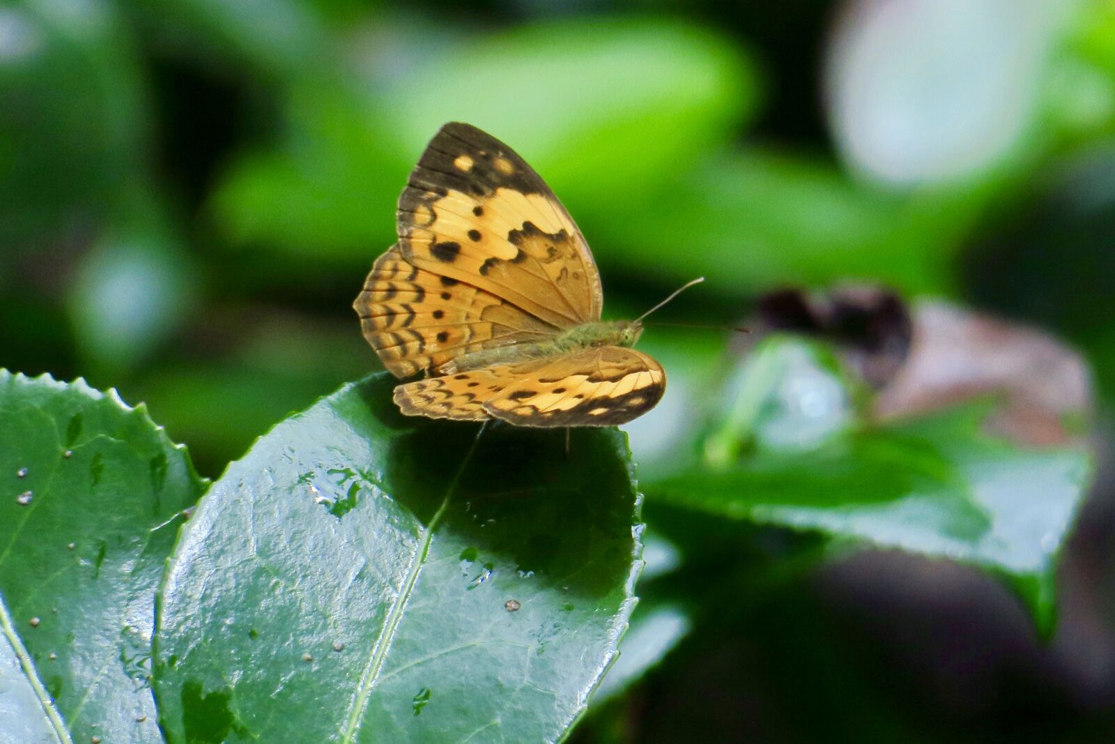 Canon PowerShot G3 X sample photo. Butterfly, quentin chong, flower photography