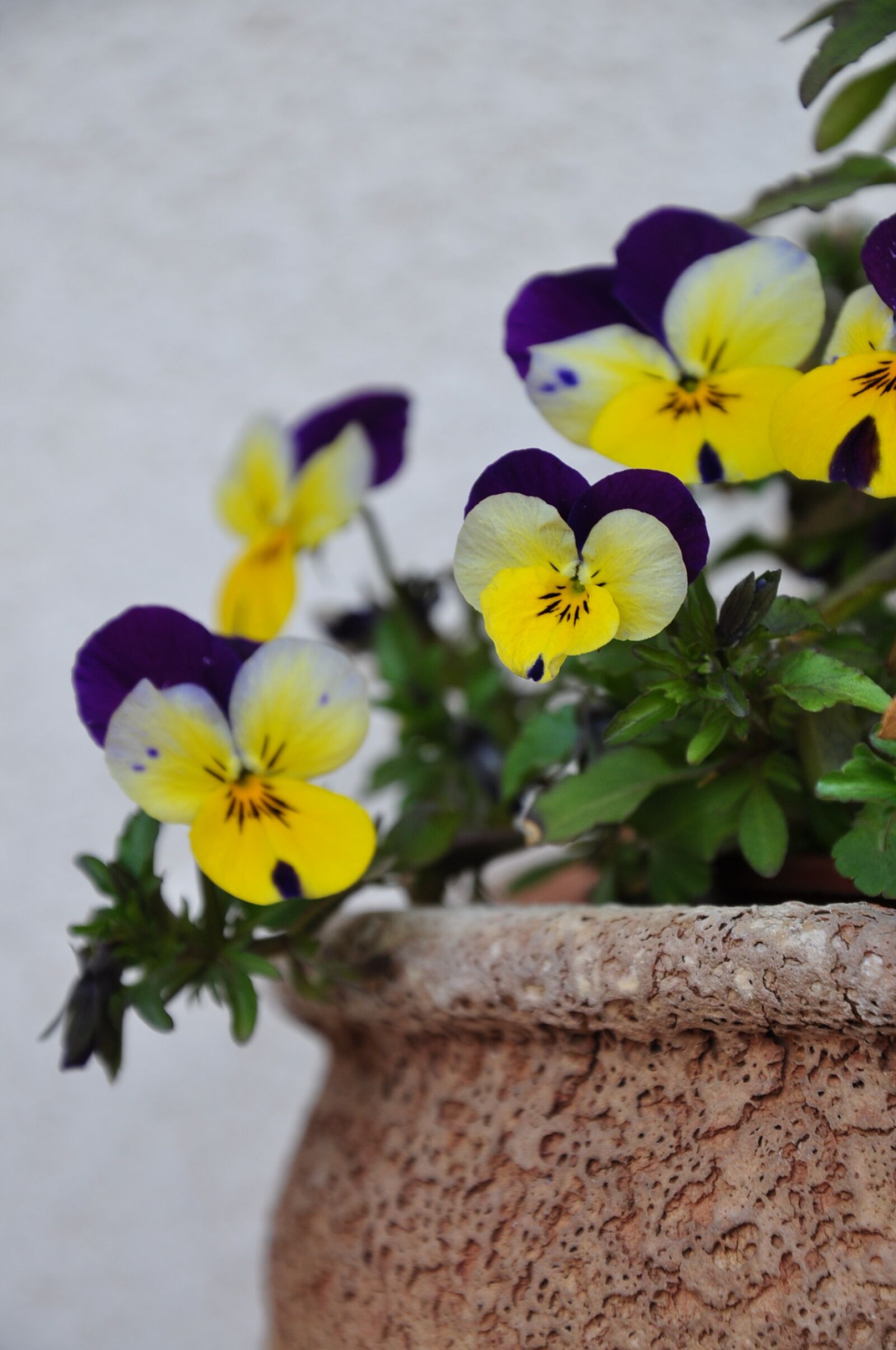 Nikon D90 sample photo. Pansy, pot, wall photography