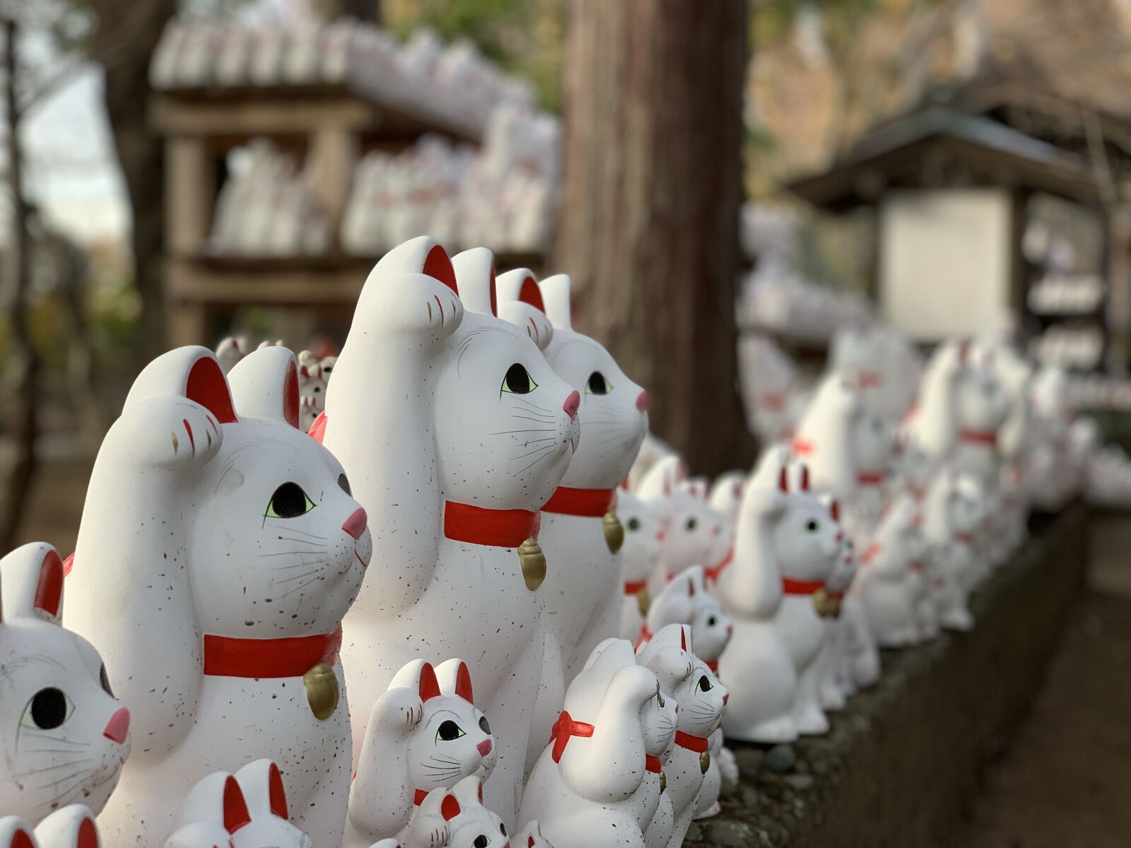 iPhone XS Max back dual camera 6mm f/2.4 sample photo. Cat, japan, animal photography