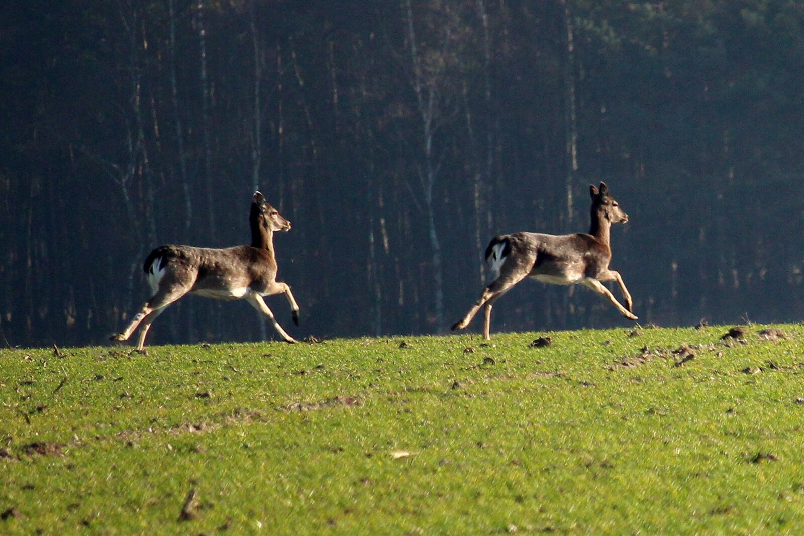 Canon EF-S 55-250mm F4-5.6 IS STM sample photo. Fallow deer, jump, arable photography