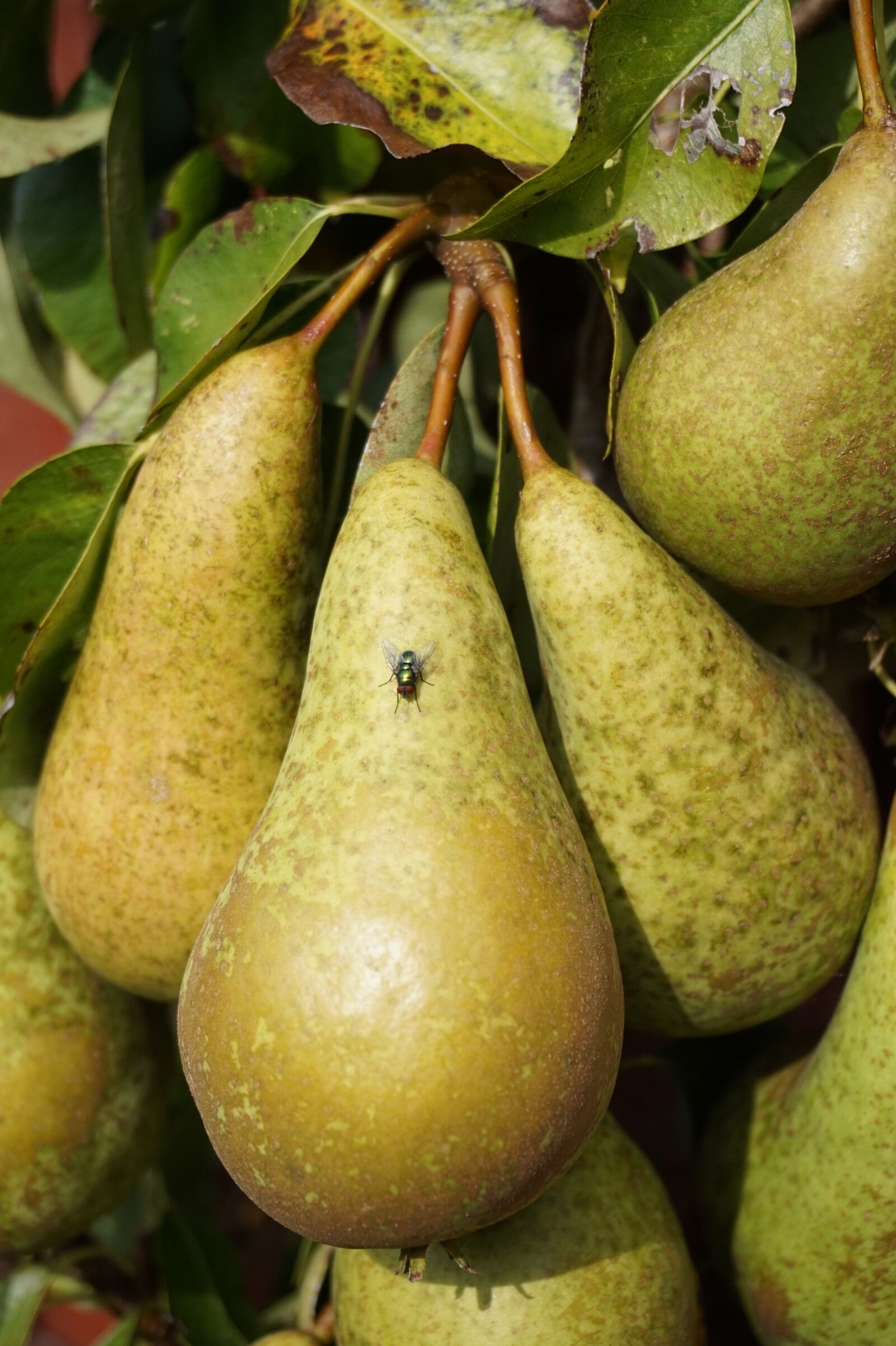 Sony Alpha a5000 (ILCE 5000) sample photo. Golden, autumn, pears photography