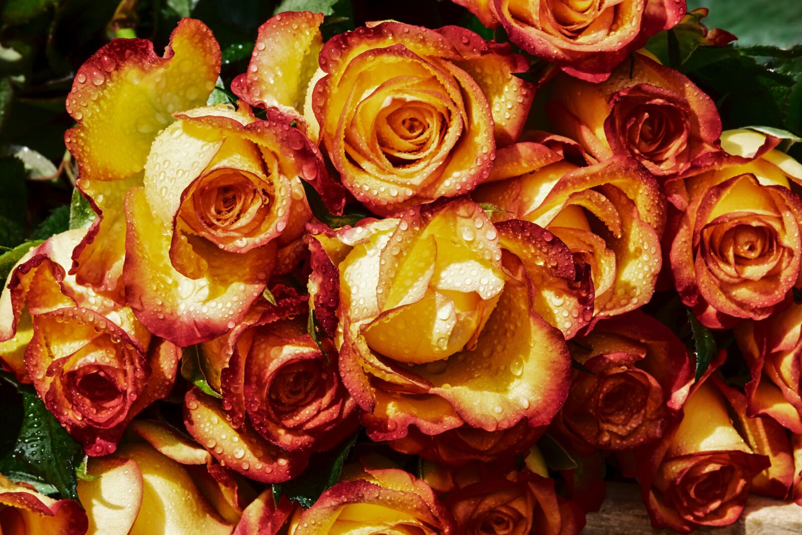 Fujifilm XF 55-200mm F3.5-4.8 R LM OIS sample photo. Roses, bouquet, rose flower photography