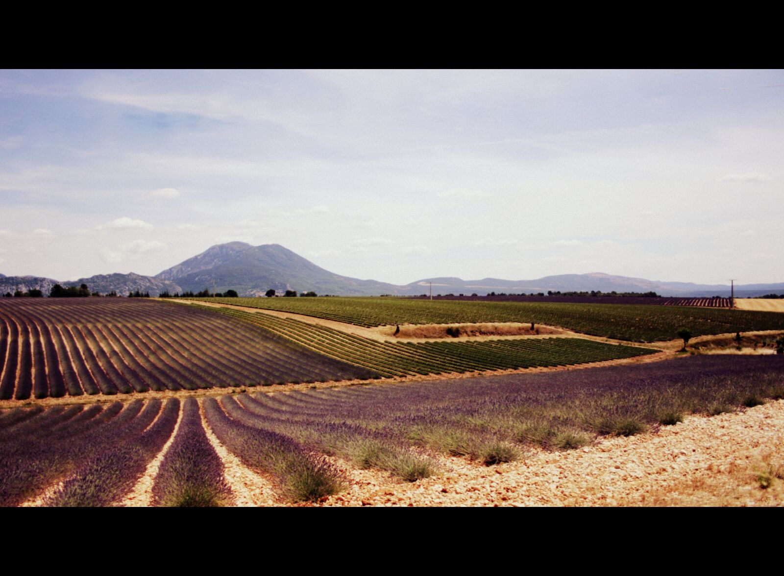 Canon EOS 400D (EOS Digital Rebel XTi / EOS Kiss Digital X) sample photo. Feild, lavander, provence photography