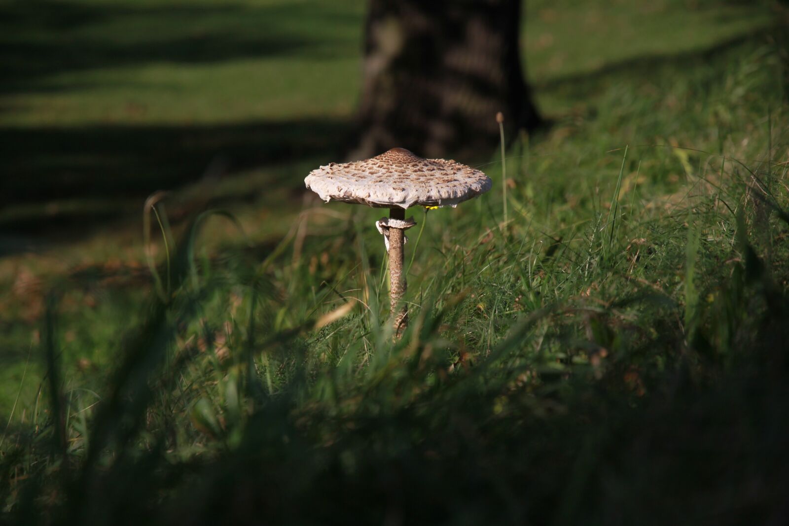 Canon EOS 50D sample photo. Mushroom, nature, grass photography