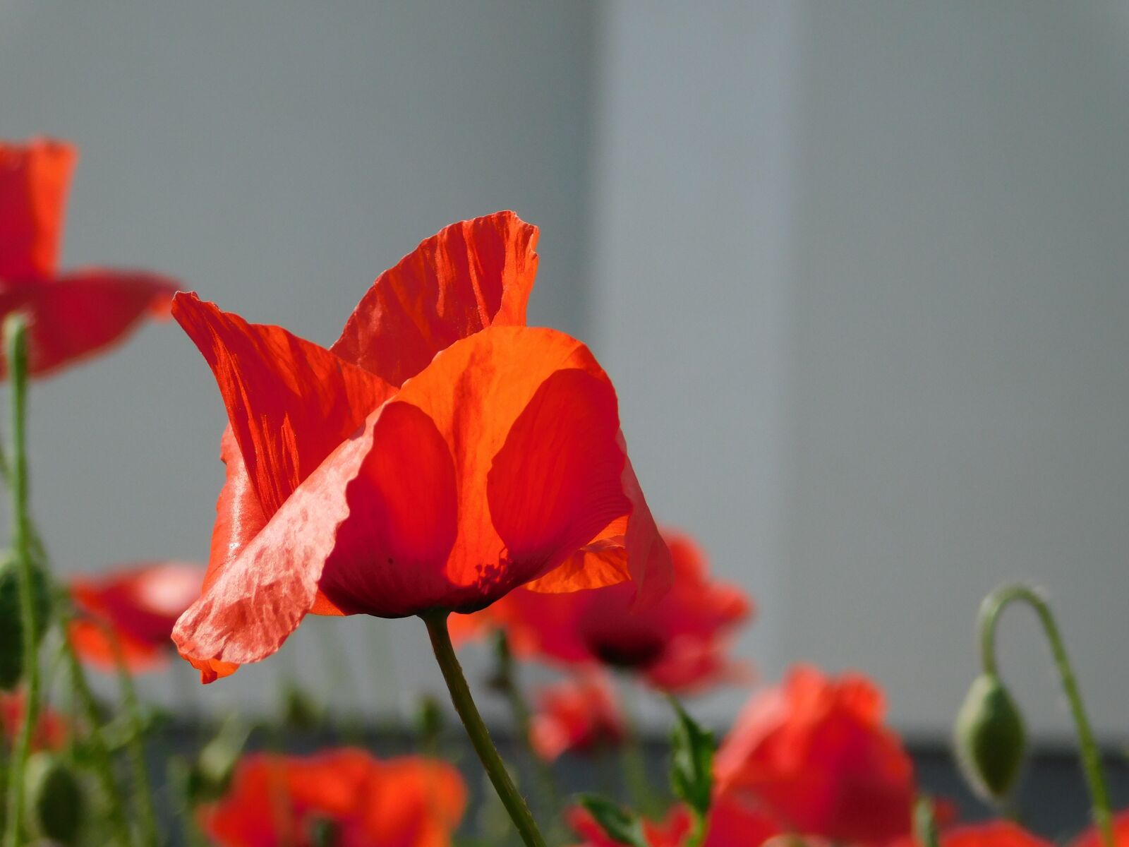 Nikon Coolpix B500 sample photo. Red, poppy, flower photography
