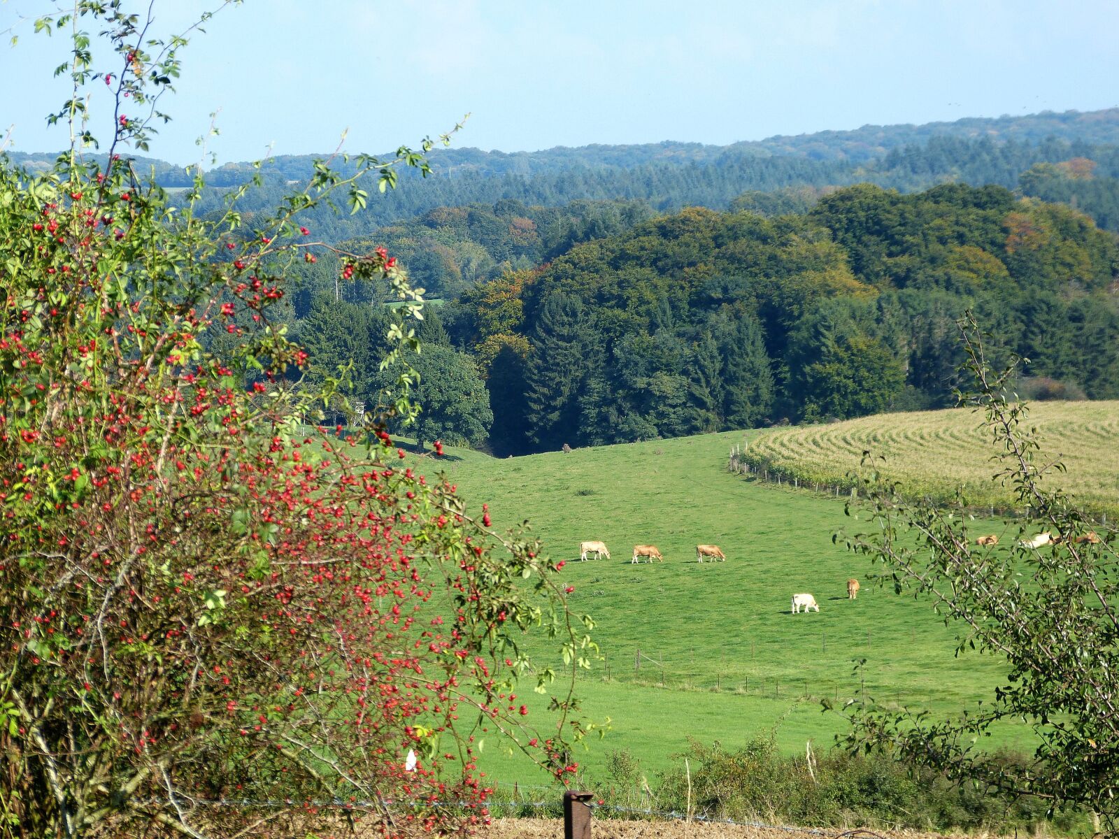 Panasonic Lumix DMC-FZ150 sample photo. Nature, forest, landscape photography