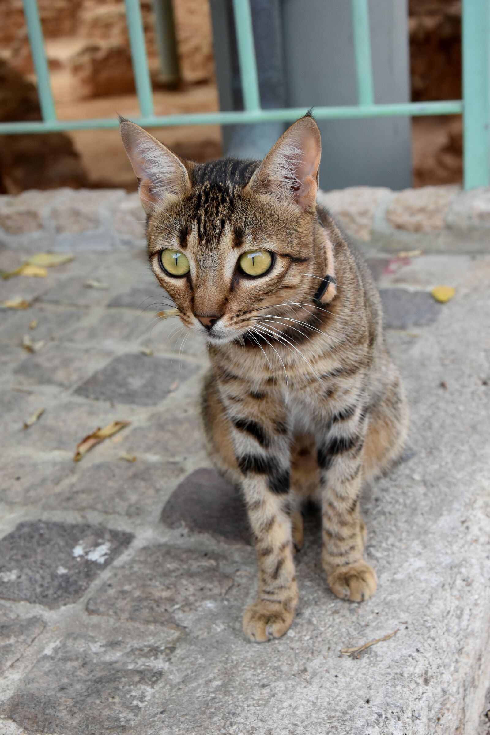 Nikon D7200 sample photo. Cat, animal, sight photography