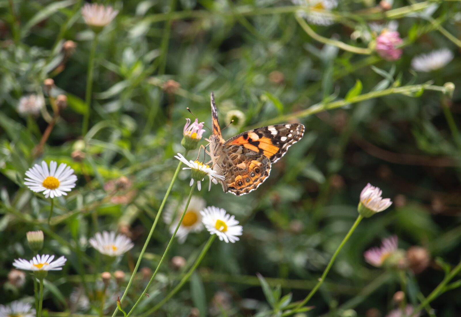 Canon EOS 200D (EOS Rebel SL2 / EOS Kiss X9) sample photo. Butterfly, nature, insect photography