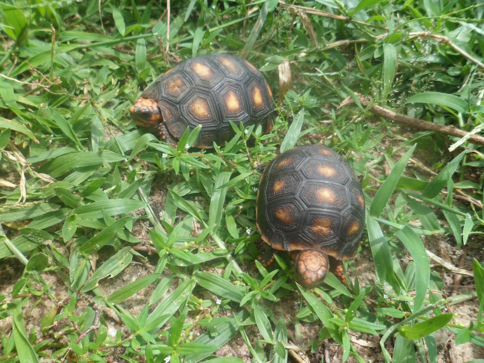 Samsung PL120,PL121 / VLUU PL120,PL121 sample photo. Nature, animals, reptile photography