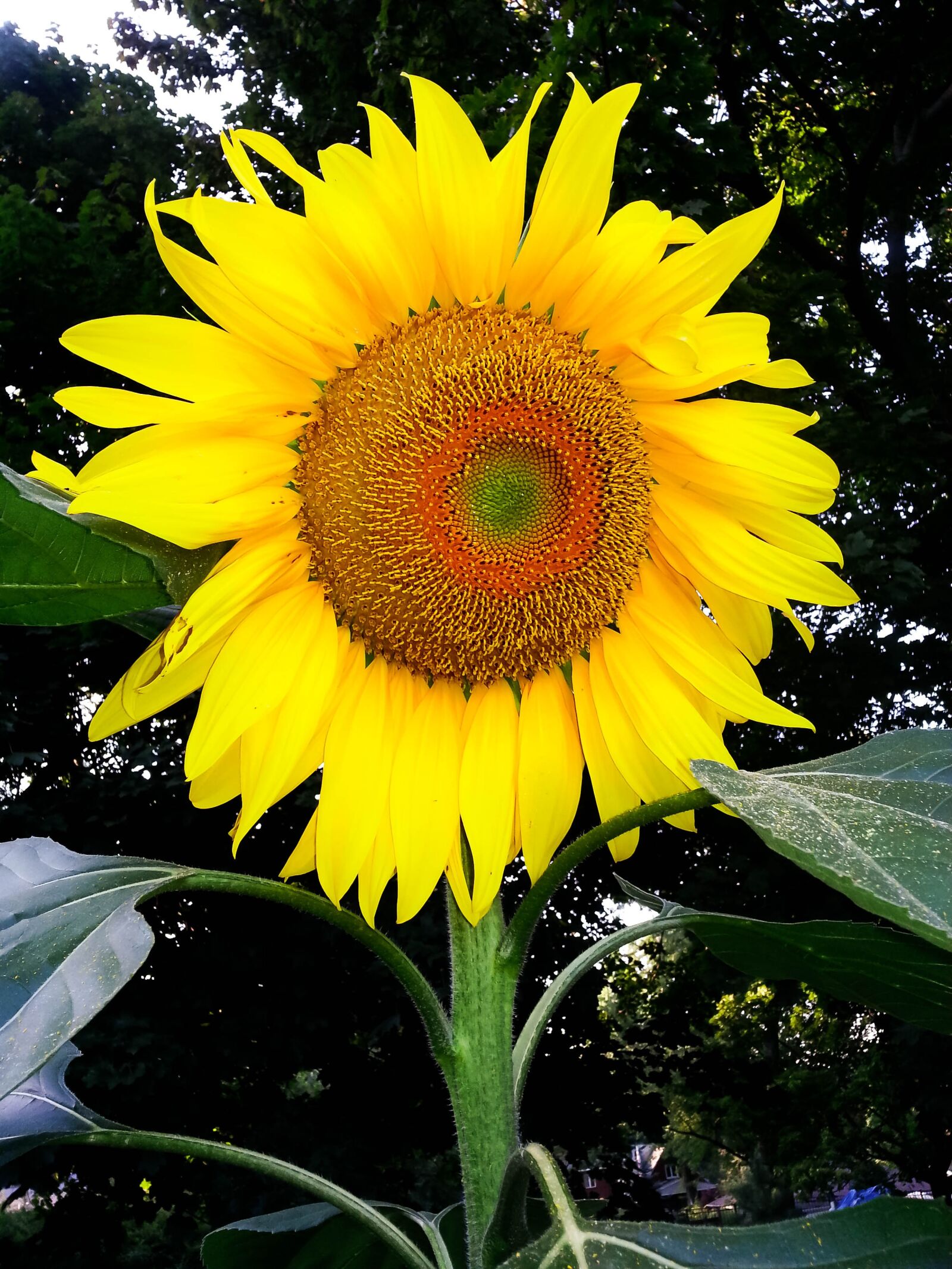Samsung Galaxy S3 sample photo. Sunflower, nature, yellow photography
