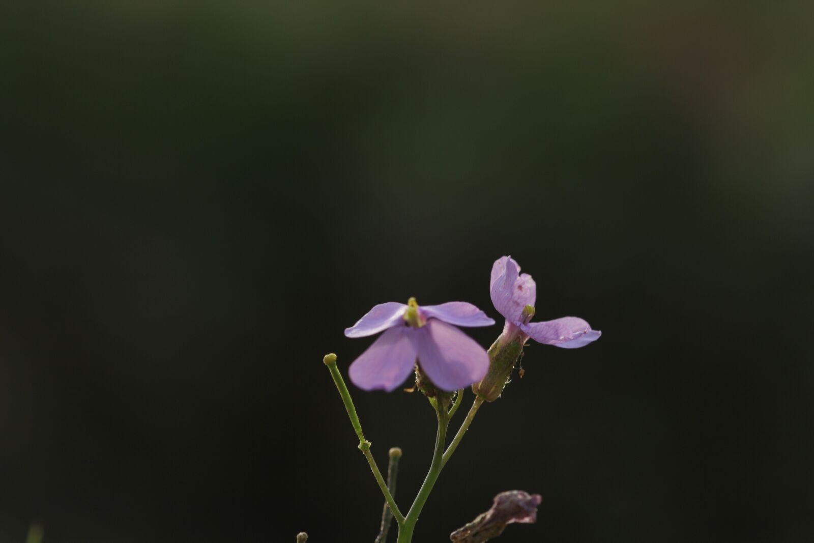 Canon EOS 550D (EOS Rebel T2i / EOS Kiss X4) sample photo. Flowers, nature, spring photography