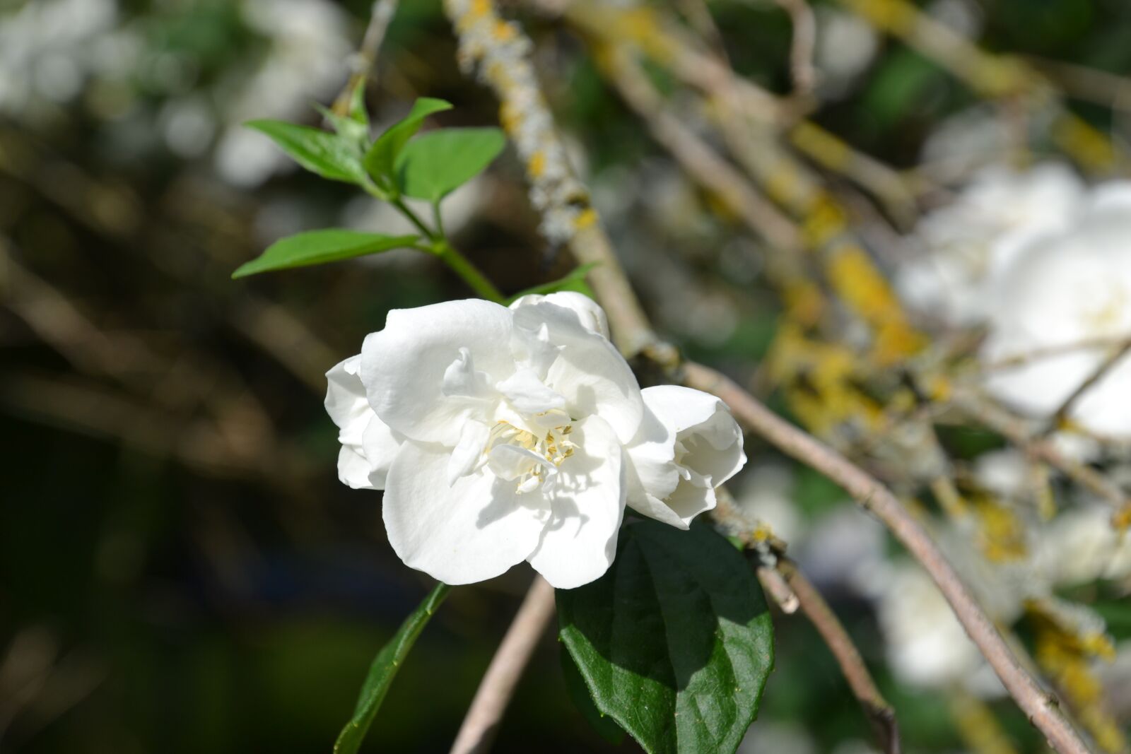 Nikon D3100 sample photo. Jasmin, flower, flowers photography