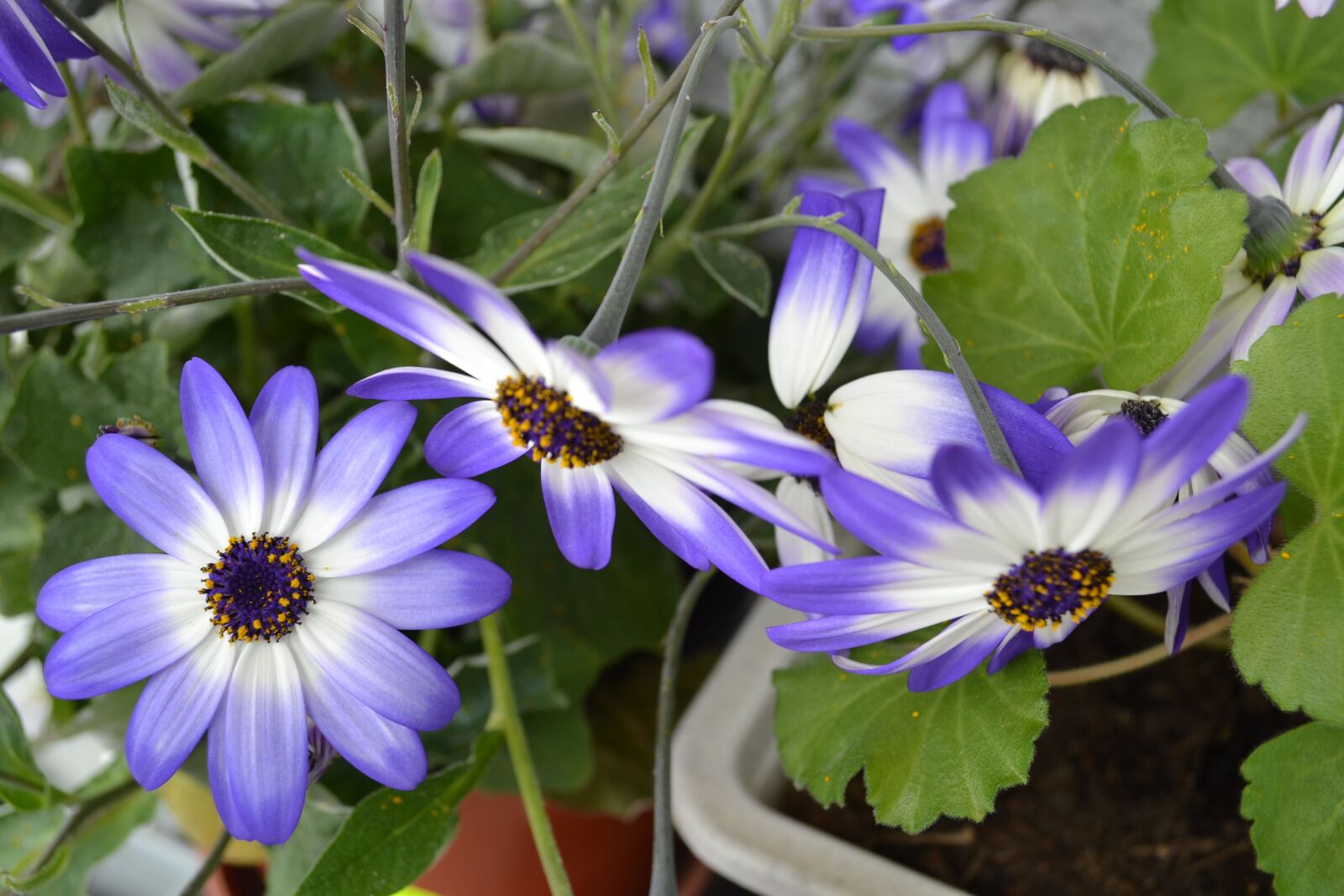 Nikon D3100 sample photo. Flowers, margaret, spring photography