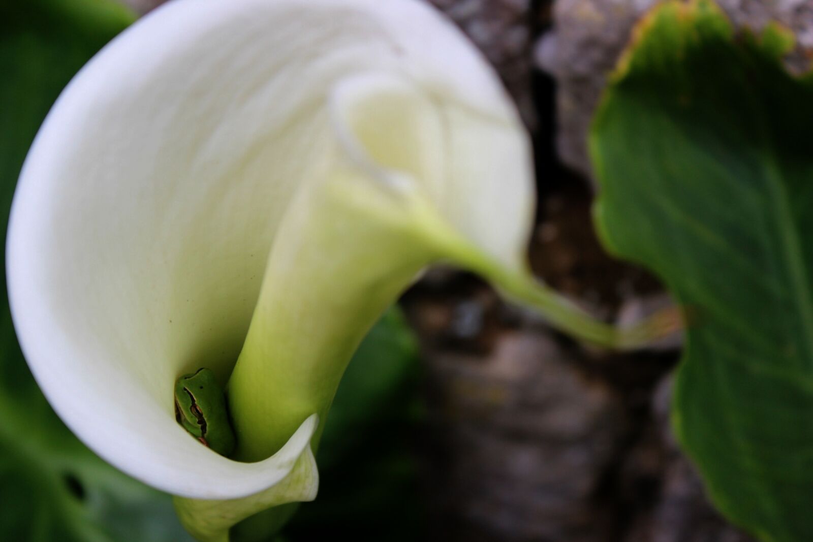 Canon EOS 600D (Rebel EOS T3i / EOS Kiss X5) sample photo. Nature, leaf, flower photography