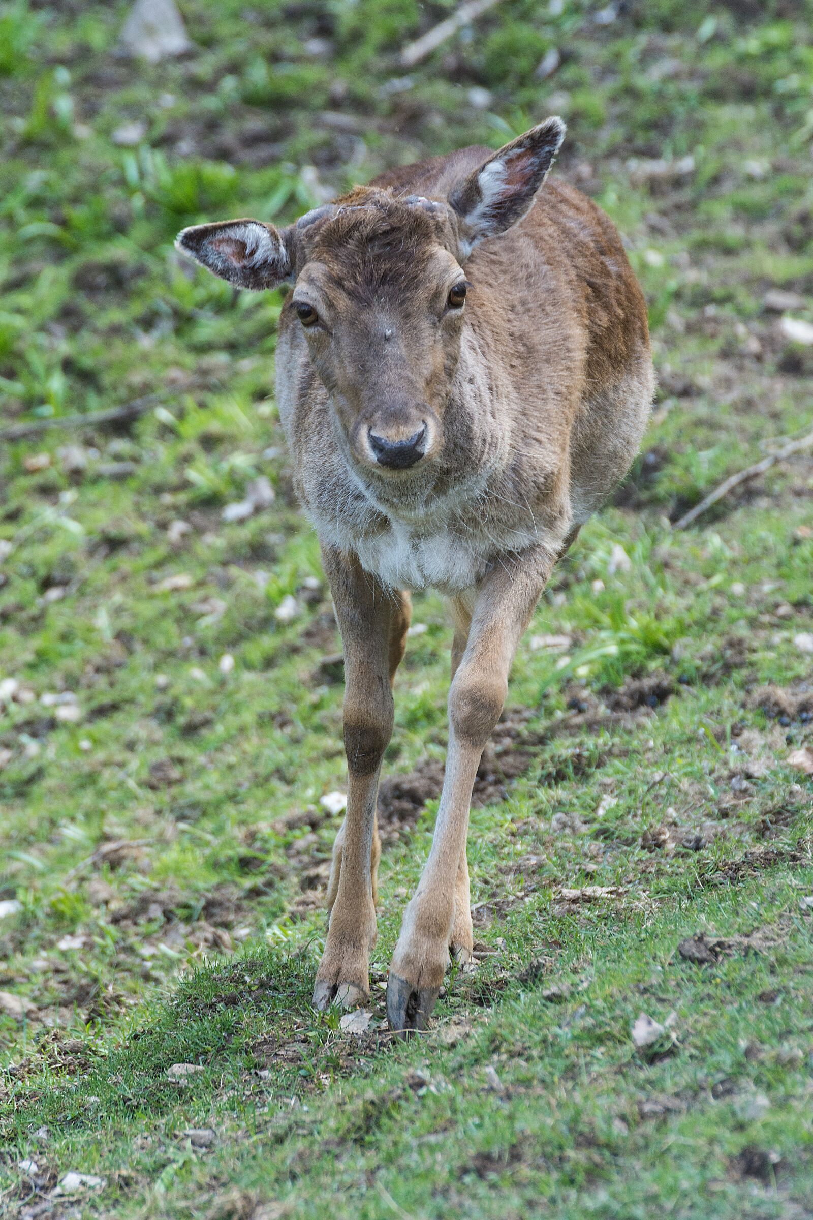 Tamron SP 70-300mm F4-5.6 Di VC USD sample photo. Roe deer, forest, fallow photography