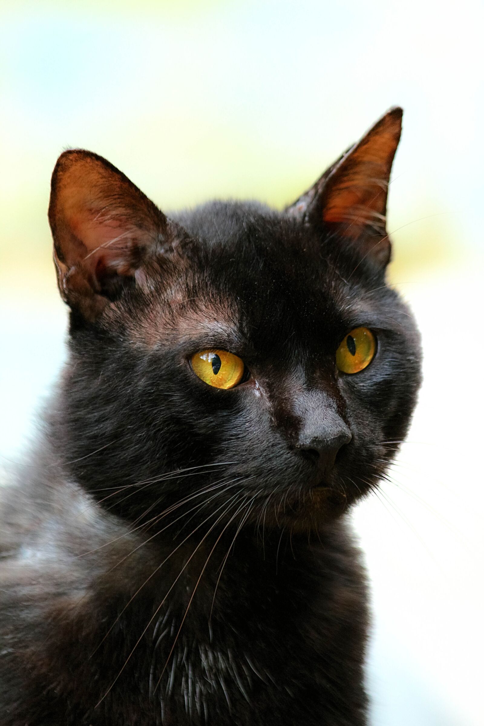 Canon EOS 1200D (EOS Rebel T5 / EOS Kiss X70 / EOS Hi) sample photo. Cat, black, black cat photography