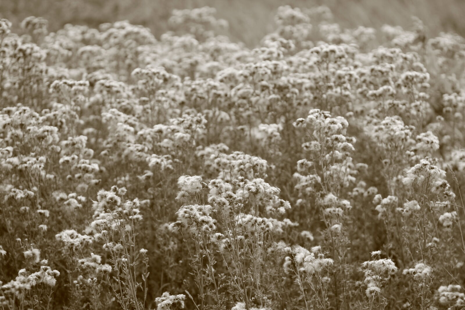 Canon EF 85mm F1.8 USM sample photo. Field, grass, sepia photography