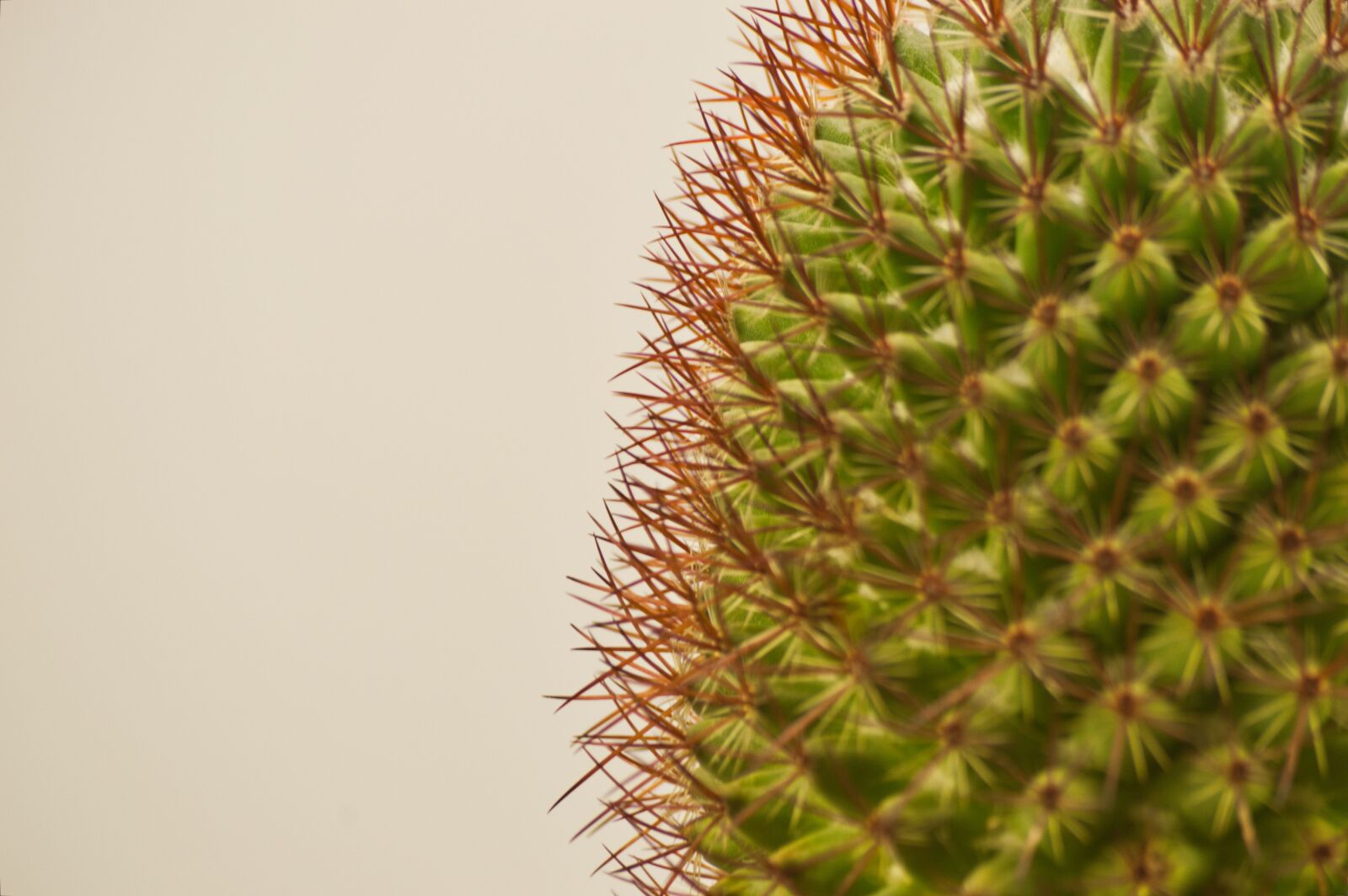 Nikon D3200 sample photo. Costa rica, cactus, exotic photography