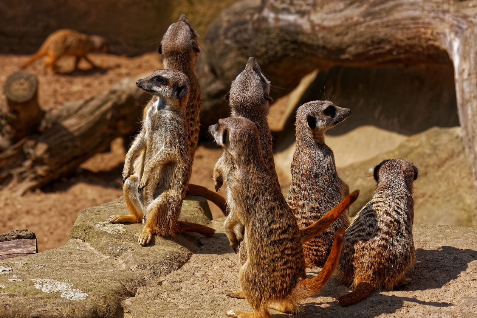 Canon EOS 40D sample photo. Meerkat, zoo, mammal photography