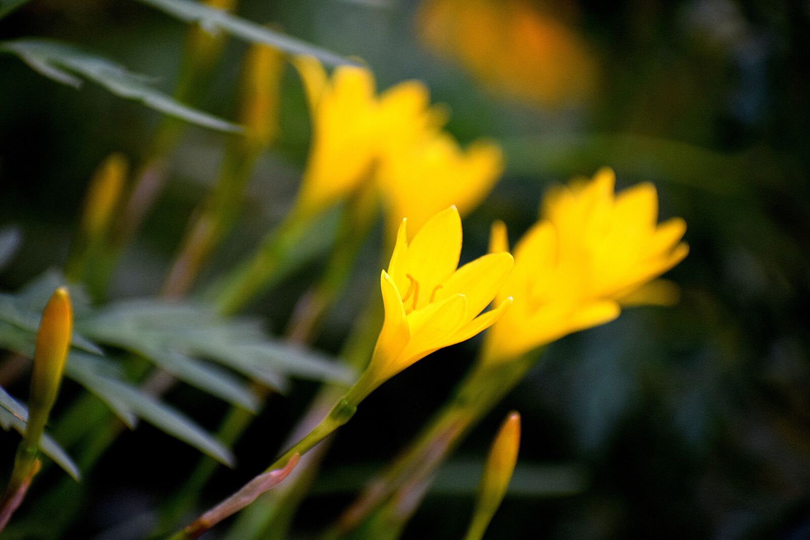 Nikon D3300 sample photo. Flowers, nature, floral photography