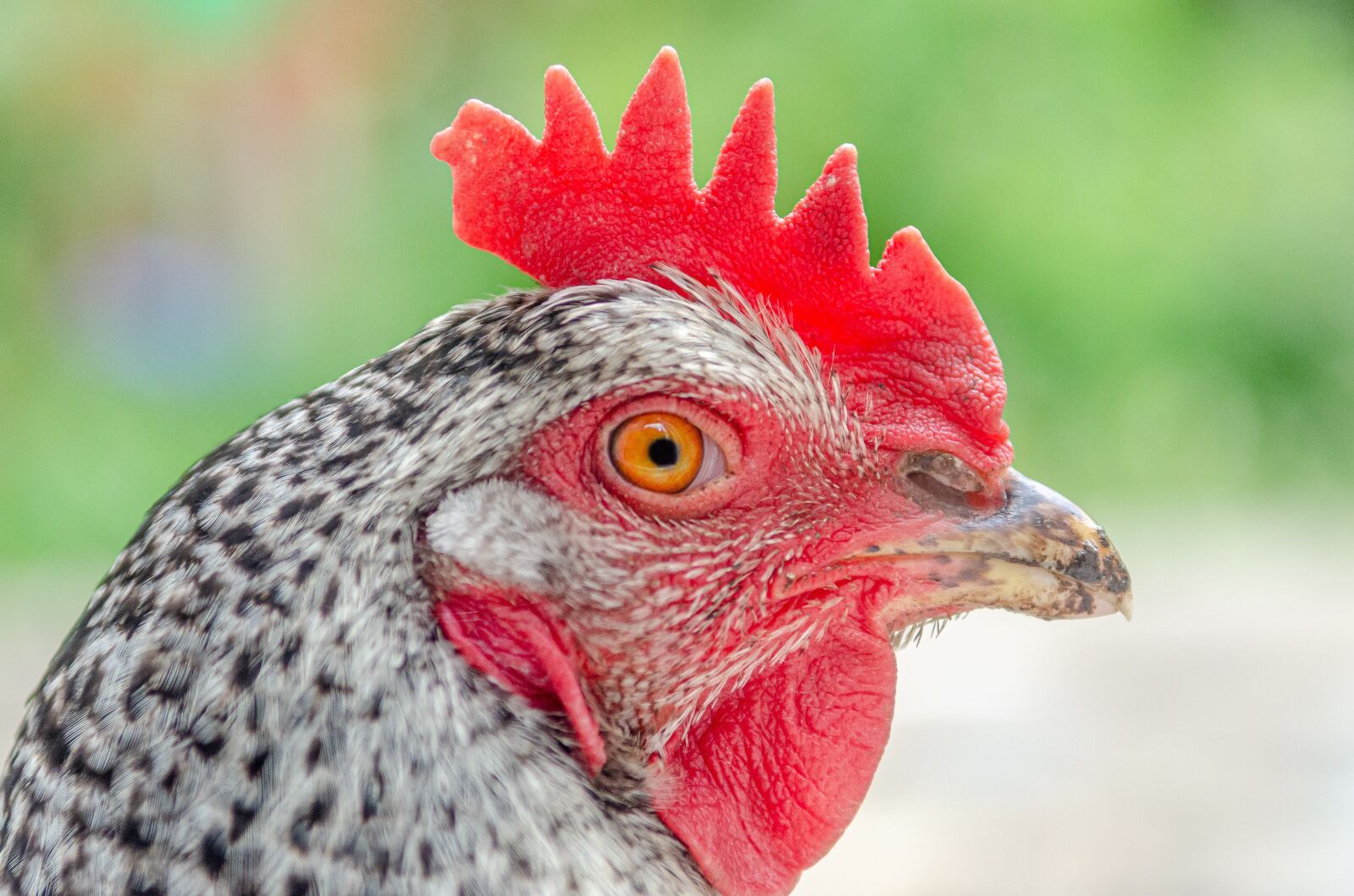 Nikon D7000 sample photo. Hen, crete, red photography