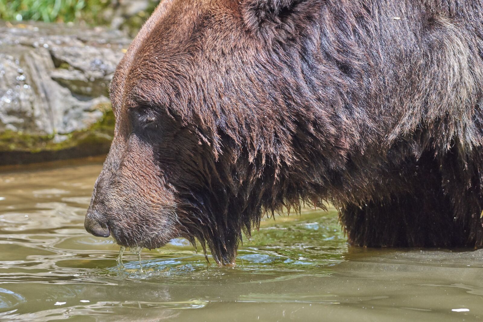 Nikon AF-S Nikkor 200-500mm F5.6E ED VR sample photo. Bear, water, brown photography