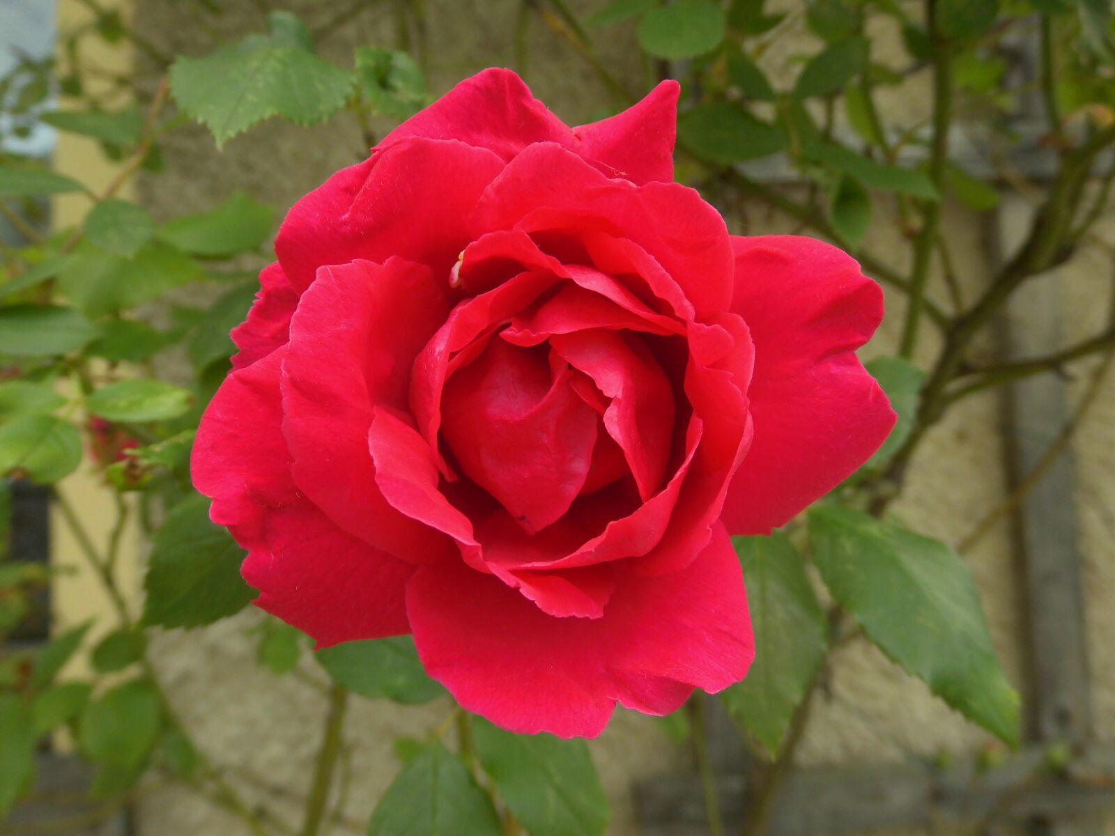 MEDION MD86824 sample photo. Rose, rosaceae, flower photography