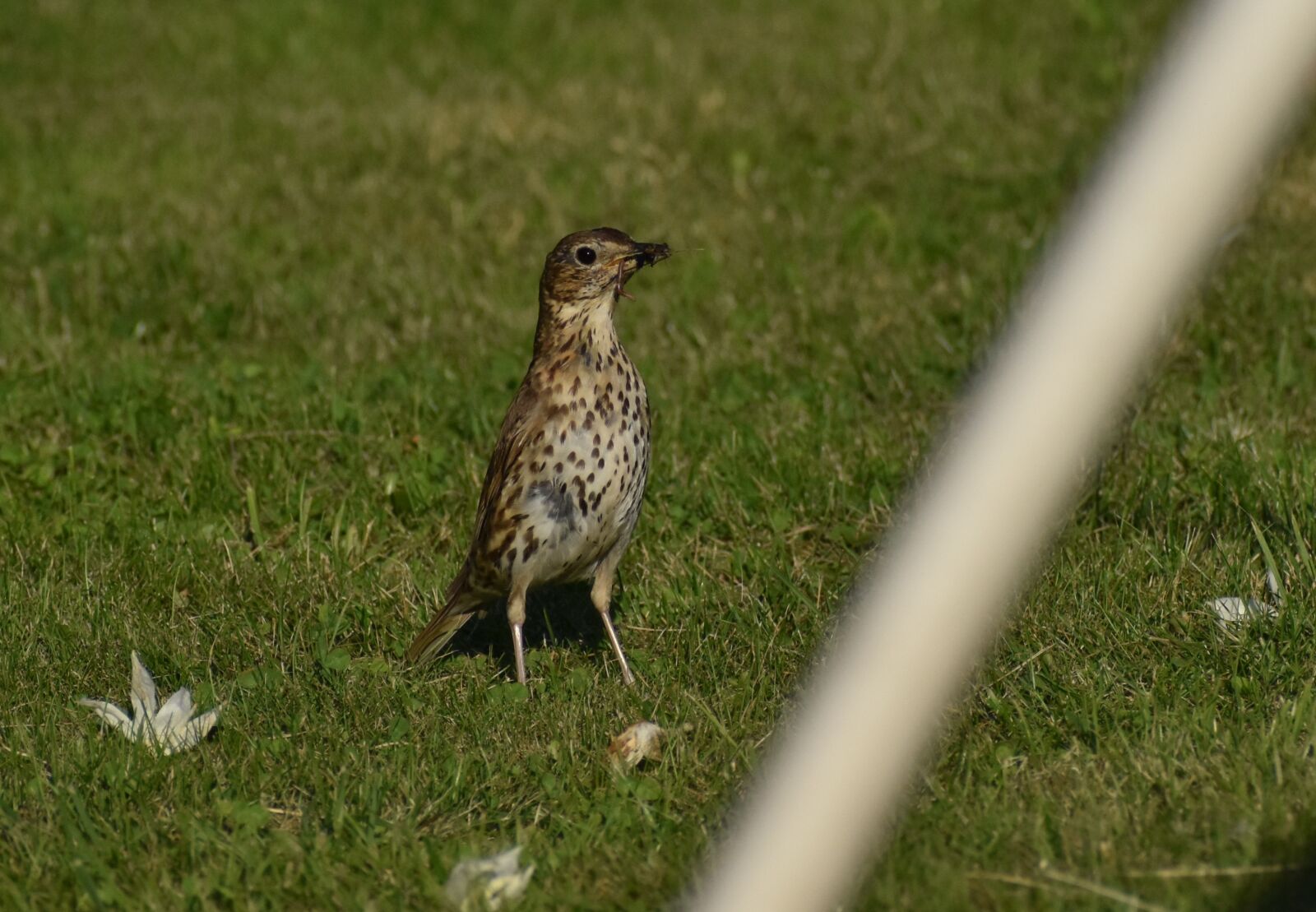 Nikon D3500 sample photo. Nature, bird, blackbird singing photography