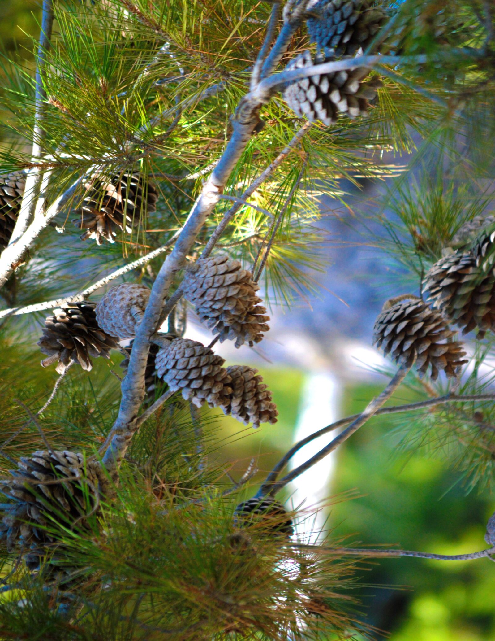 Nikon D3200 sample photo. Pinecones, tree, branches photography