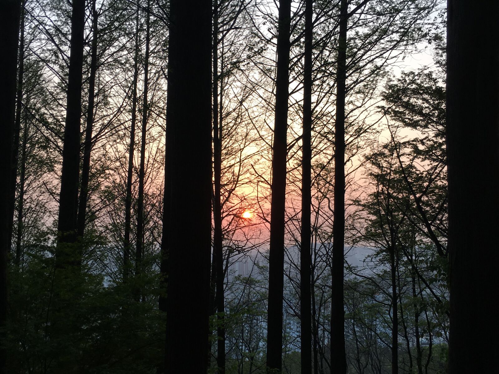 Apple iPhone 6s sample photo. Glow, forest, wood photography