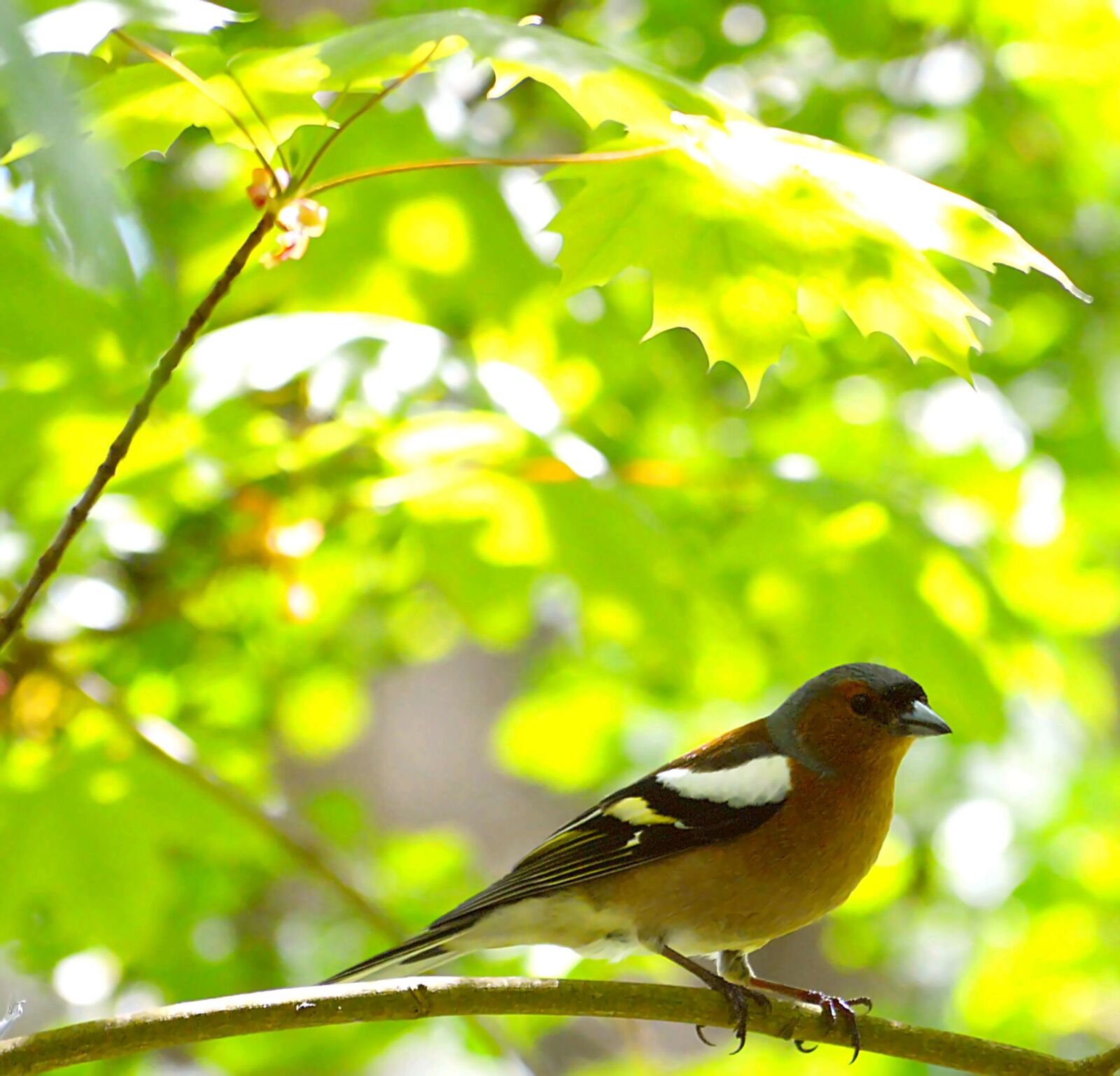 Nikon D3200 sample photo. Chaffinch, bird, fink photography