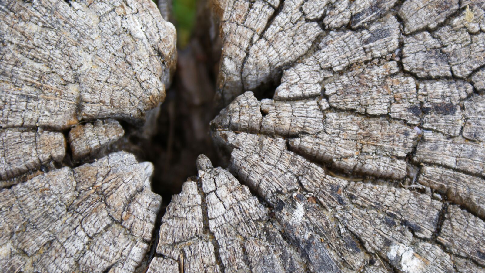 Sony Alpha DSLR-A200 sample photo. Wood, nature, tree photography