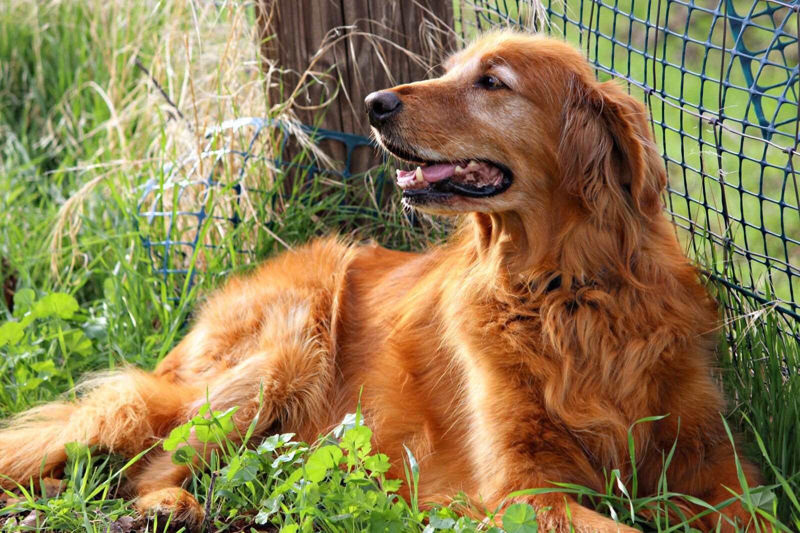 Canon EOS 600D (Rebel EOS T3i / EOS Kiss X5) sample photo. Golden retriever, happy, dog photography