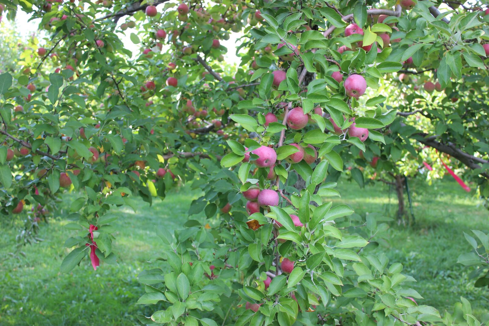 Canon EOS 600D (Rebel EOS T3i / EOS Kiss X5) sample photo. Apples, fall, autumn photography
