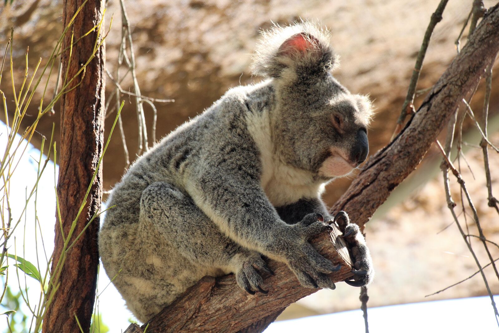 Canon EOS 700D (EOS Rebel T5i / EOS Kiss X7i) sample photo. Nature, animal world, animal photography